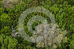 Beautiful top view of a dense forest