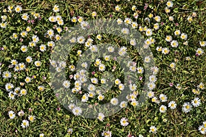 Beautiful top view of lots of small single low growing chamomile Mayweed flowers on dark green grass background, Dublin, Ireland