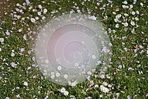 Beautiful top view of lots of small single low growing chamomile Mayweed flowers visible through blurred cherry blossom, Dublin