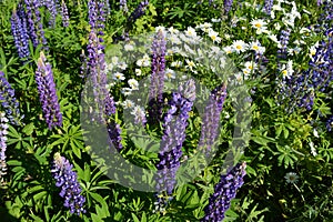 Beautiful top view on purple lupine and white daisy flowers in summer