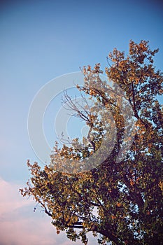 Beautiful top of a yellowing tree with autumn colors