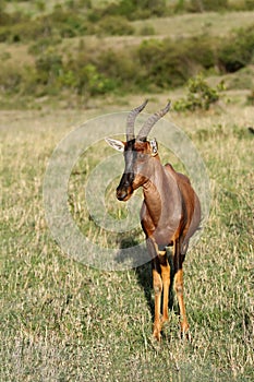 A beautiful Topi antelope on the green grassland