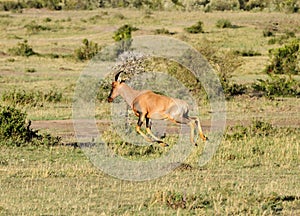 A beautiful Topi antelope in the Mara grassland