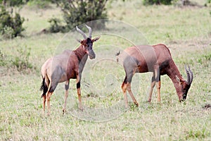 Beautiful Topi antelopes