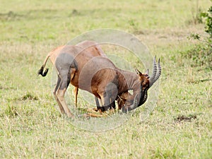 Beautiful Topi antelopes fighting with each other