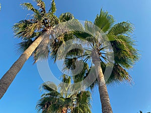 Beautiful tops of palm trees against the blue sky decorative plants heavenly landscaping in a hotel in a warm tropical oriental