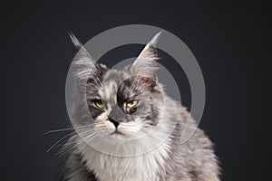 beautiful tortie white maine coon cat looking at camera annoyed or angry