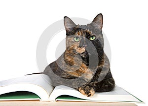 Beautiful Tortoiseshell cat with green eyes, laying on a story book