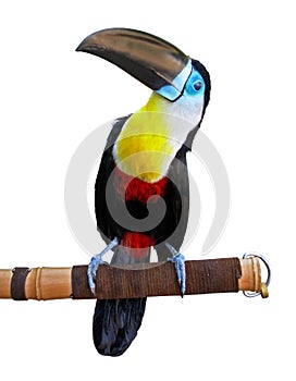 Beautiful toucan