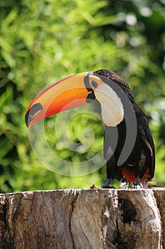 Beautiful toucan