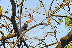 Beautiful toucan perched on a tree