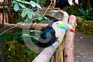 A beautiful toucan photo