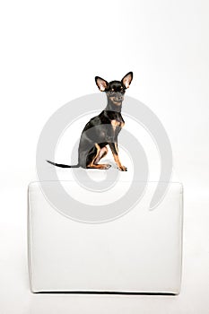 Beautiful toy terrier sitting on white leather footstool