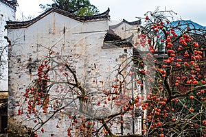 Beautiful Traditional Chinese Villages and sunshine Autumn Customs