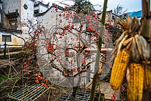 Beautiful Traditional Chinese Villages and sunshine Autumn Customs