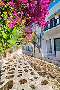 Beautiful traditional street in Greek island town. Whitewashed houses, bougainvillea in blossom, greenery, cobblestone