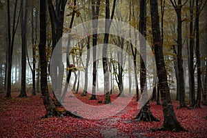 Beautiful trail in autumn foggy forest. Red leaves on the ground. Fairy tale woods