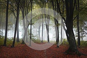 Beautiful trail in autumn foggy forest. Red leaves on the ground. Fairy tale woods