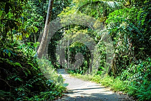 Beautiful trail in the jungle of Samui island