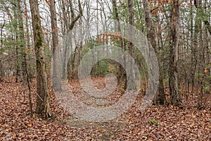 Beautiful trail in the Tennessee mountains photo