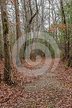 Beautiful trail in the Tennessee mountains photo