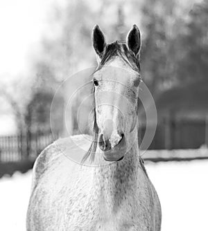 Beautiful Trakehner horse