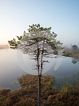 Beautiful tranquil landscape of misty swamp lake