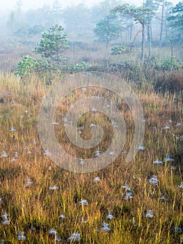 Beautiful tranquil landscape of misty swamp lake