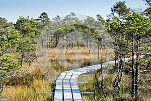 Beautiful tranquil landscape of misty swamp lake