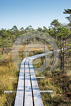 Beautiful tranquil landscape of misty swamp lake