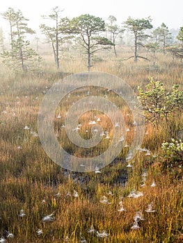 Beautiful tranquil landscape of misty swamp lake