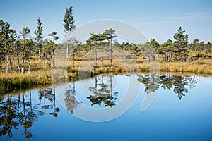 Beautiful tranquil landscape of sunny swamp lake