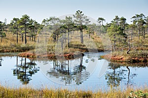 Beautiful tranquil landscape of sunny swamp lake