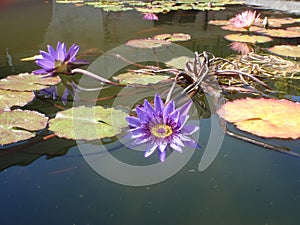 Beautiful tranquil purple pond lily