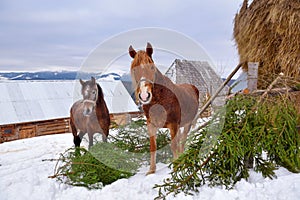 Beautiful tranquil rural scene with two horses in a snowy winter day