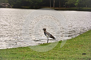 A beautiful tranquil Vanellus chilensis by the lake photo