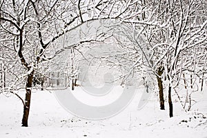 Beautiful and tranquil winter scenery with snowfall, snow-covered backyard and natural arch formed by the branches of the trees