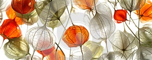 Beautiful translucent capsules of Physalis flower on white background. Elegant Chinese Lantern plant. Generative AI