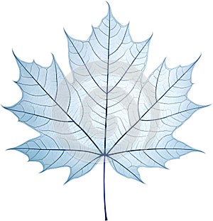 Translucent leaf showing detailed veins design clipart. photo