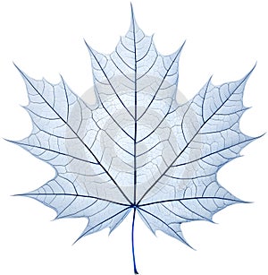 Translucent leaf showing detailed veins design clipart. photo