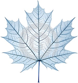 Translucent leaf showing detailed veins design clipart. photo