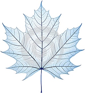 Translucent leaf showing detailed veins design clipart. photo