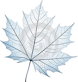 Translucent leaf showing detailed veins design clipart. photo