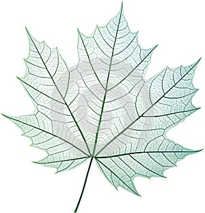Translucent leaf showing detailed veins design clipart. photo