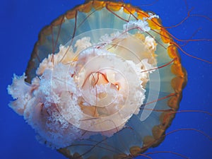 Beautiful translucent pink jellyfish swim against the backdrop of a gradient blue sea. Chrysaora fuscescens