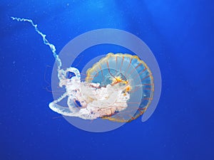 Beautiful translucent pink jellyfish swim against the backdrop of a gradient blue sea. Chrysaora fuscescens