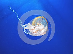 Beautiful translucent pink jellyfish swim against the backdrop of a gradient blue sea. Chrysaora fuscescens