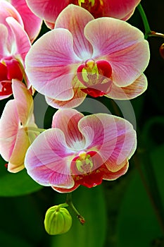 Beautiful translucent pink orchids