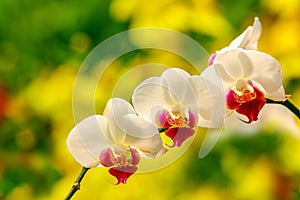 Beautiful translucent white phalaenopsis blume orchids  photo