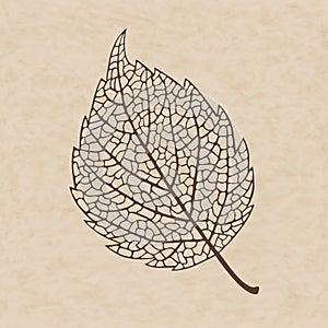 Beautiful transparent autumn leaf